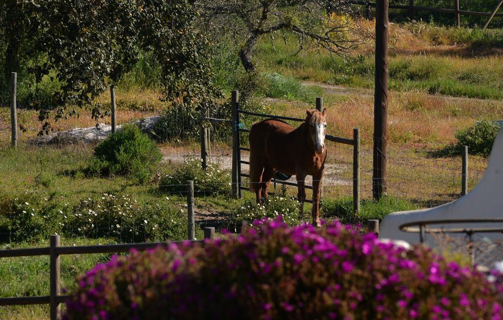 Monte Do Giestal - Casas De Campo & Spa Abela Eksteriør billede